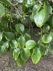 Celtis africana