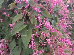 Antigonon leptopus