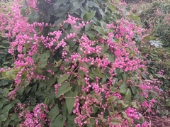 Antigonon leptopus