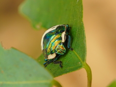 Poecilocoris lewisi