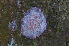 Arthonia cinnabarina