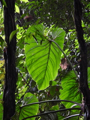 Philodendron ornatum