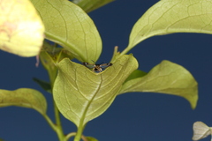 Synanthedon spuleri