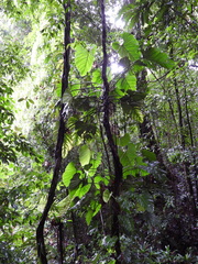 Philodendron ornatum