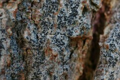 Opegrapha