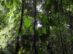 Philodendron ornatum