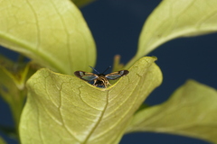 Synanthedon spuleri