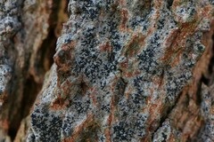 Opegrapha