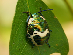 Poecilocoris lewisi