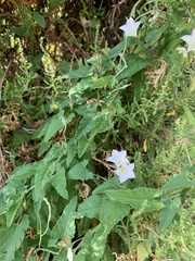 Convolvulus farinosus