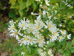 Symphyotrichum urophyllum