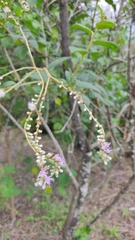 Cyrtocymura scorpioides