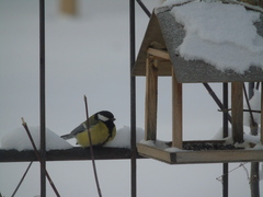 Parus major