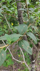 Cyrtocymura scorpioides