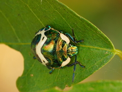 Poecilocoris lewisi