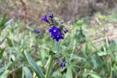 Anchusa officinalis
