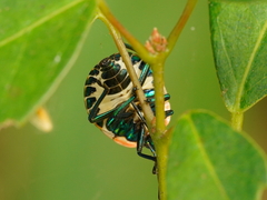 Poecilocoris lewisi