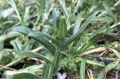 Anchusa officinalis