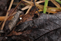 Mycena capillaris