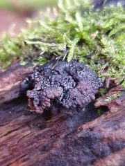 Jackrogersella multiformis