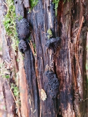 Jackrogersella multiformis