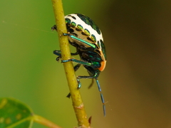 Poecilocoris lewisi
