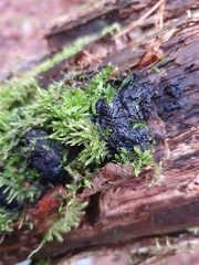 Jackrogersella multiformis