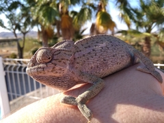 Chamaeleo chamaeleon