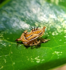 Membracidae