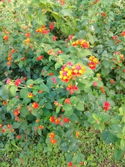 Lantana camara