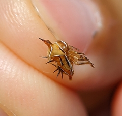Membracidae