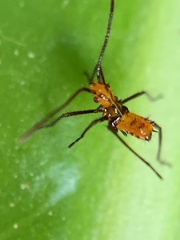 Leptoglossus gonagra