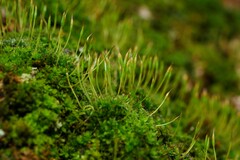 Syntrichia laevipila