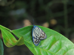 Cyclosia papilionaris