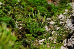 Syntrichia laevipila
