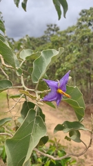 Solanum lycocarpum