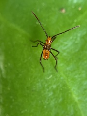 Leptoglossus gonagra