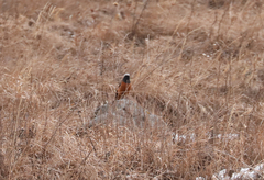 Phoenicurus erythrogastrus