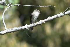 Muscicapa adusta adusta