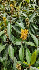Byrsonima crassifolia