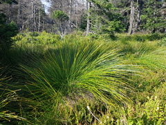 Trichophorum cespitosum