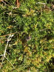 Polytrichum commune