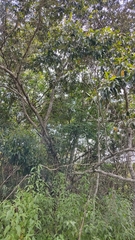 Byrsonima crassifolia