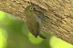 Zosterops virens capensis