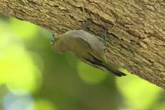 Zosterops virens capensis