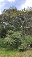 Byrsonima crassifolia