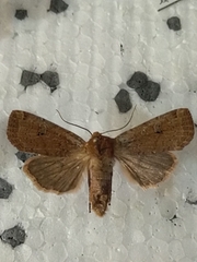 Conistra erythrocephala