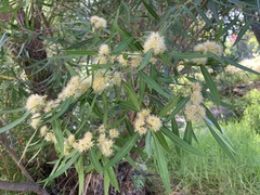 Metrosideros angustifolia