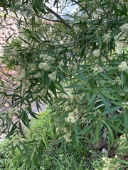 Metrosideros angustifolia