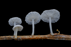 Marasmiellus